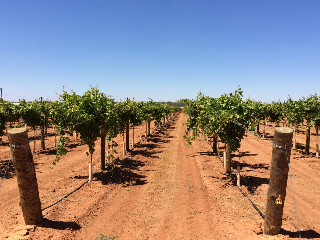 Table Grape Varieties In Australia