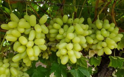 Seedless Grapes vs. Seeded Grapes: Why Seedless is Better?