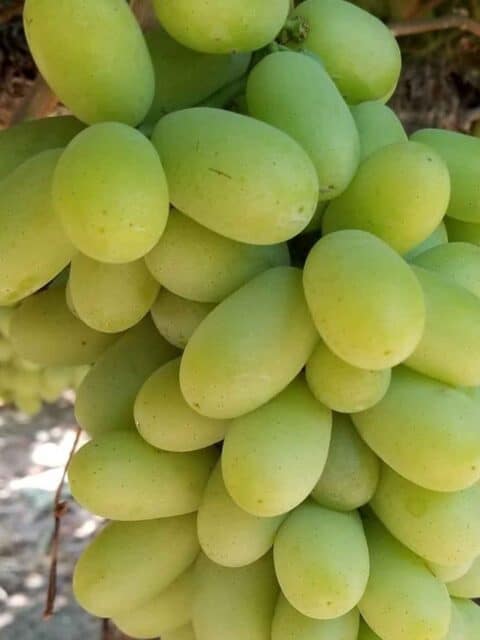 Lazzara Fruits: The Finest Fresh Australian Grapes