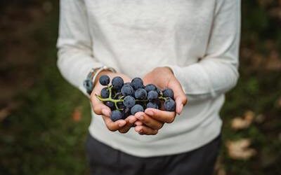 Australian Grape Company Exporting Excellence: Our Table Grapes from Robinvale